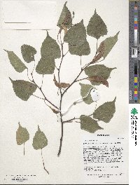 Tilia paucicostata image