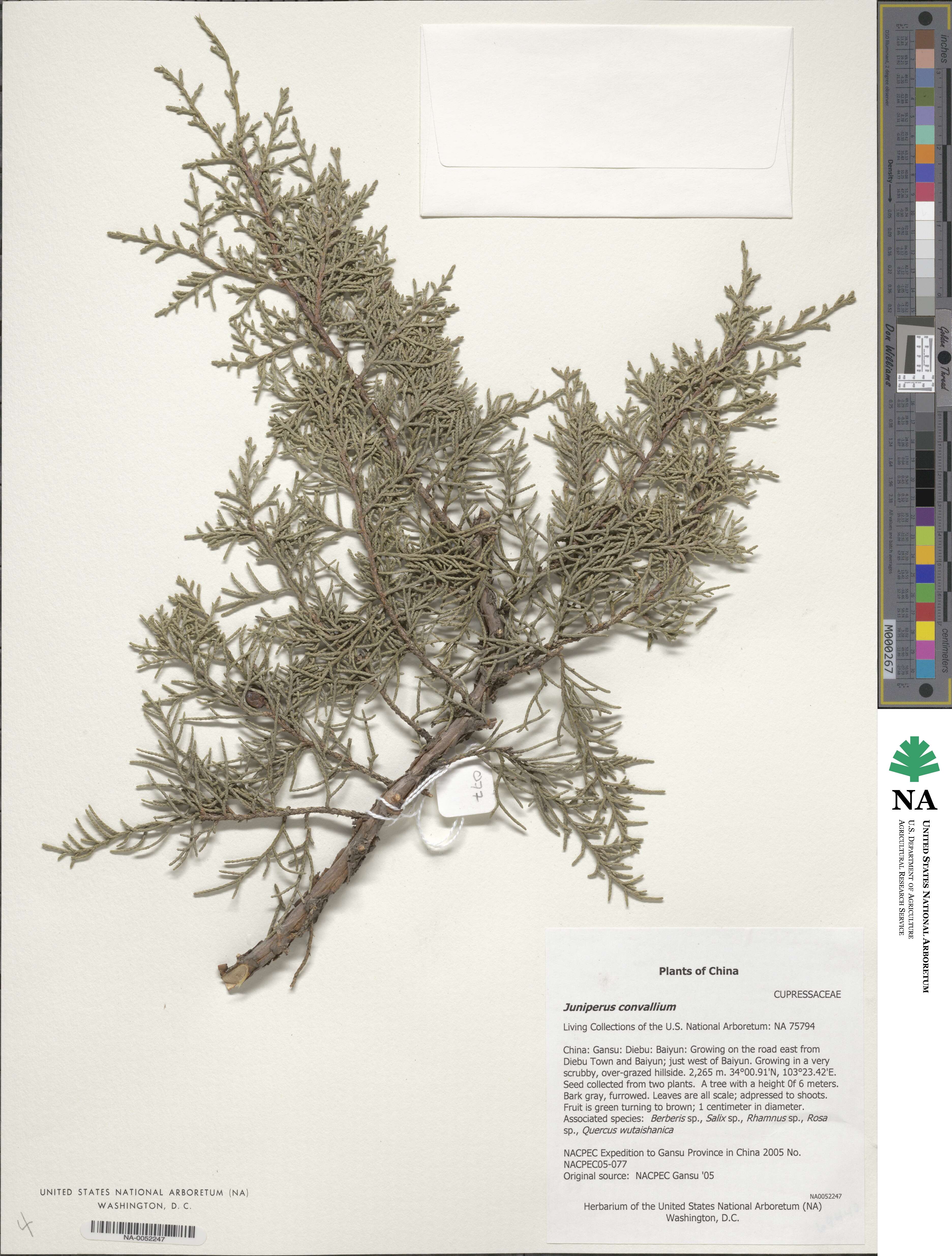 Juniperus convallium image