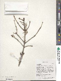 Picea wilsonii image