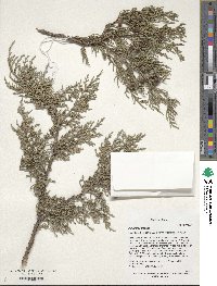 Image of Juniperus tibetica