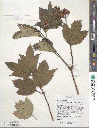 Viburnum sargentii image