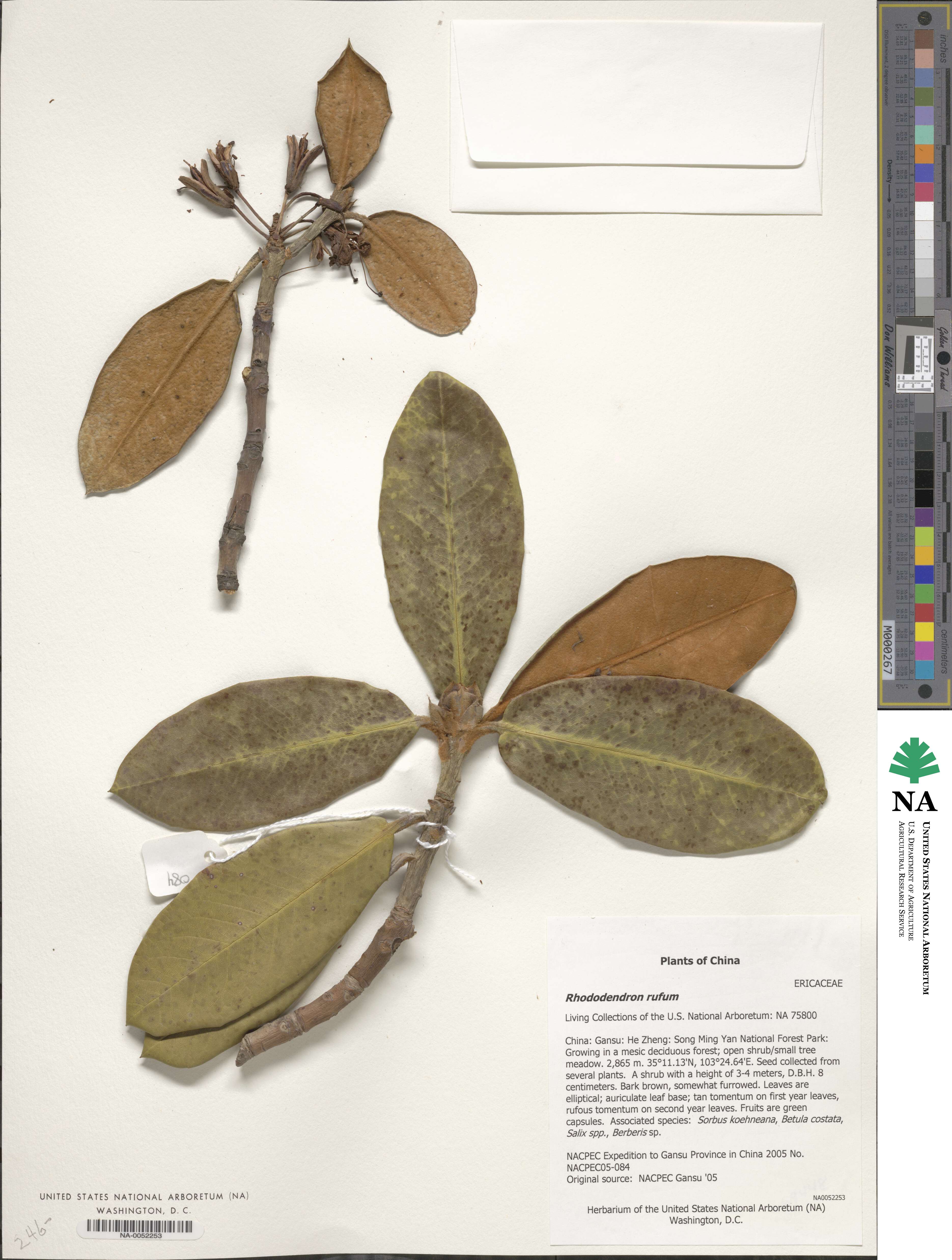 Rhododendron rufum image