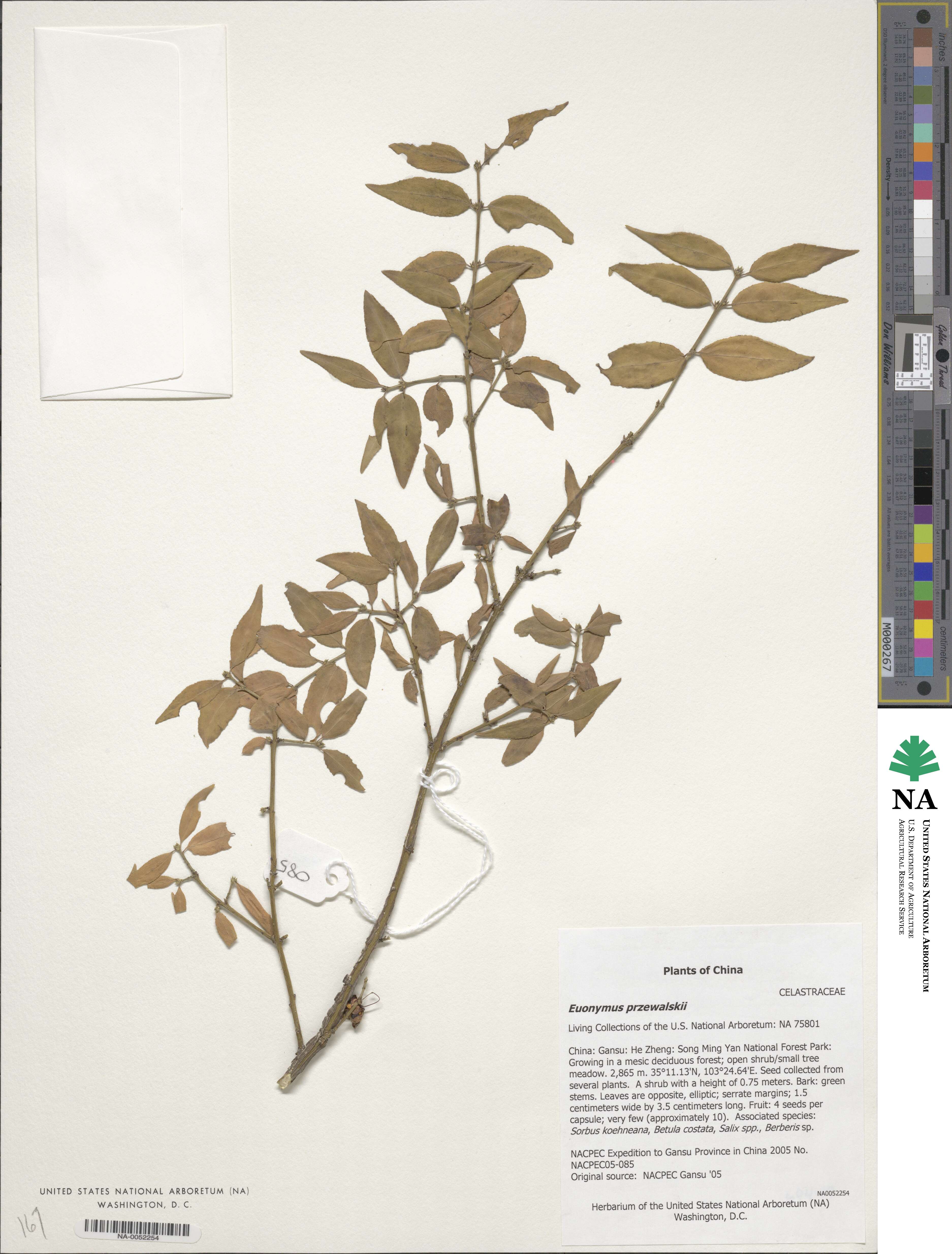 Euonymus semenovii image