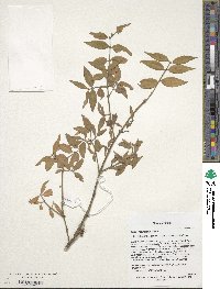 Euonymus semenovii image