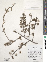 Spiraea mollifolia image