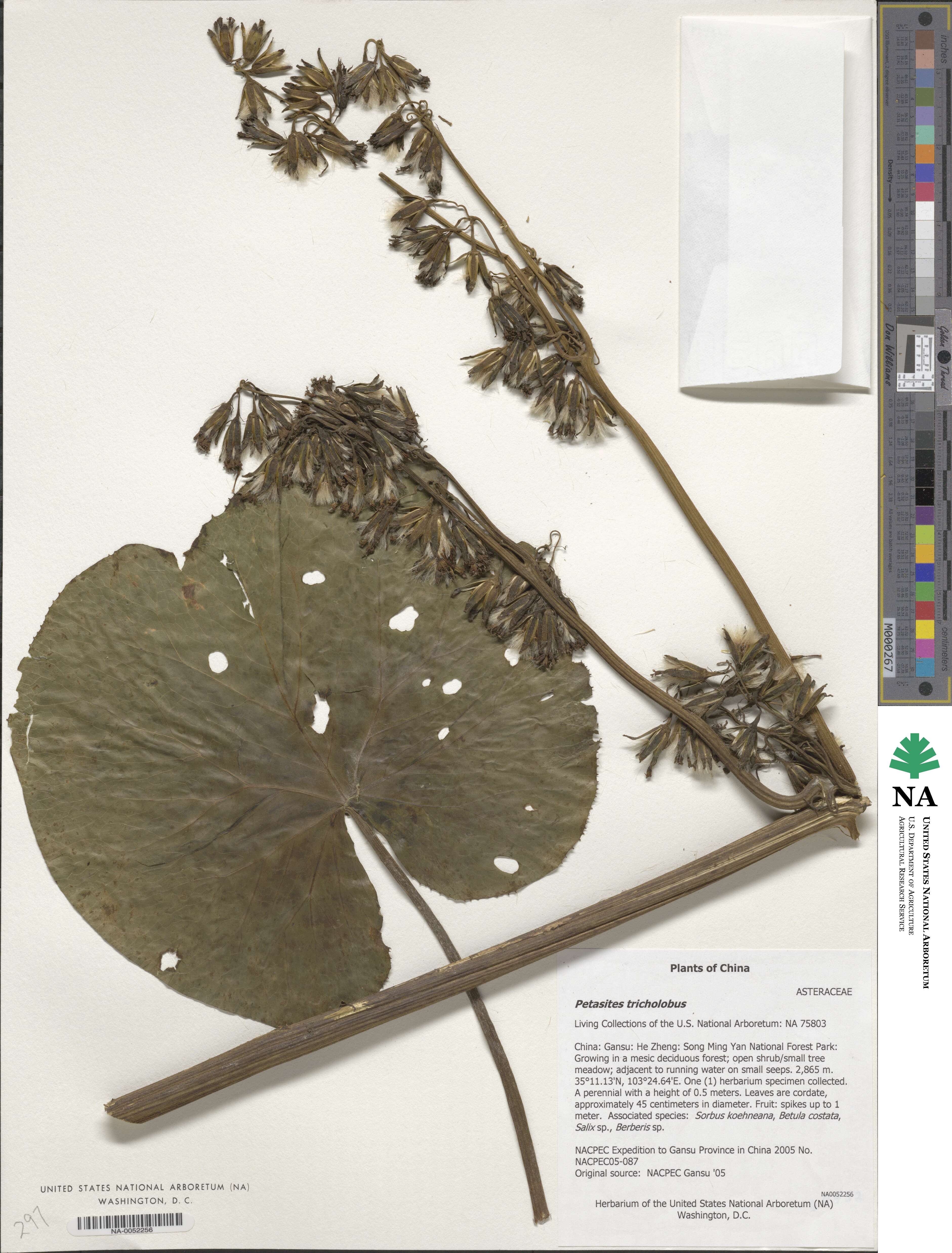 Petasites tricholobus image