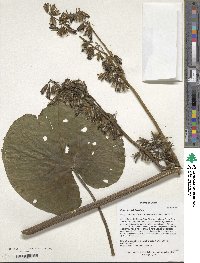 Image of Petasites tricholobus