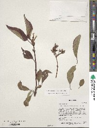 Viburnum farreri image