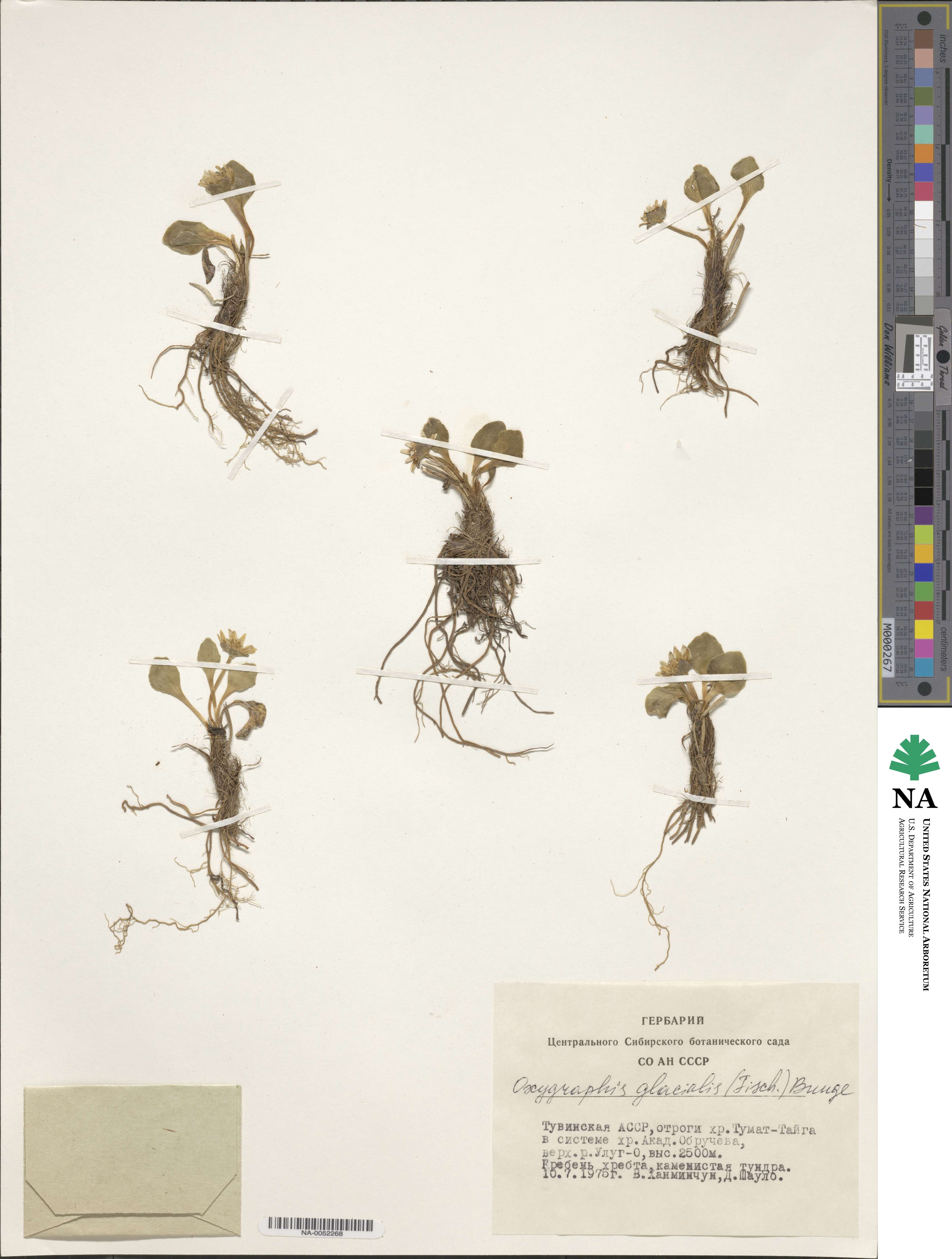 Oxygraphis glacialis image