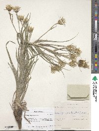 Tragopogon podolicus image