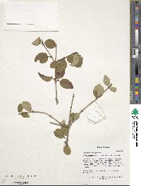 Viburnum mongolicum image