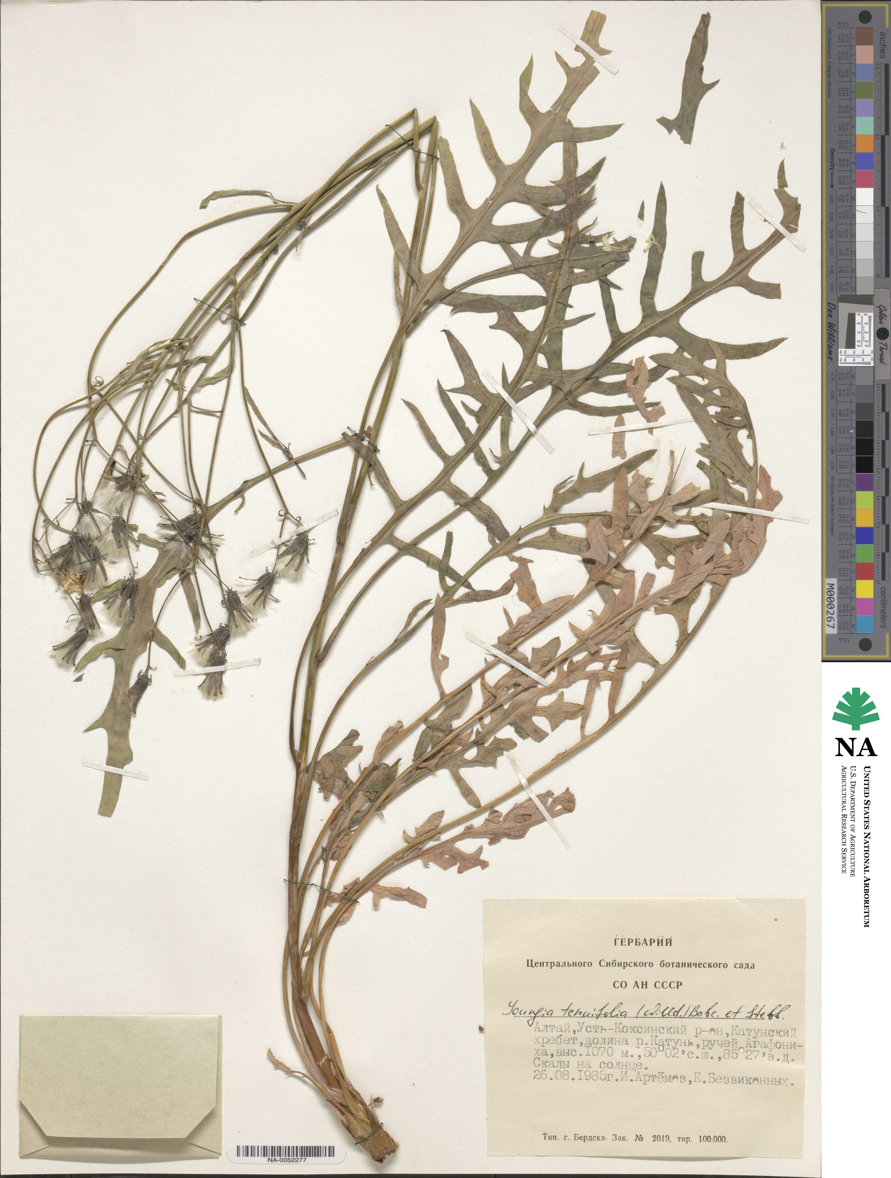 Crepidiastrum diversifolium image