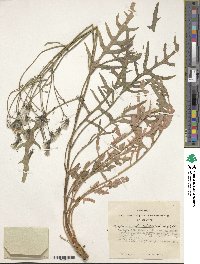 Crepidiastrum diversifolium image