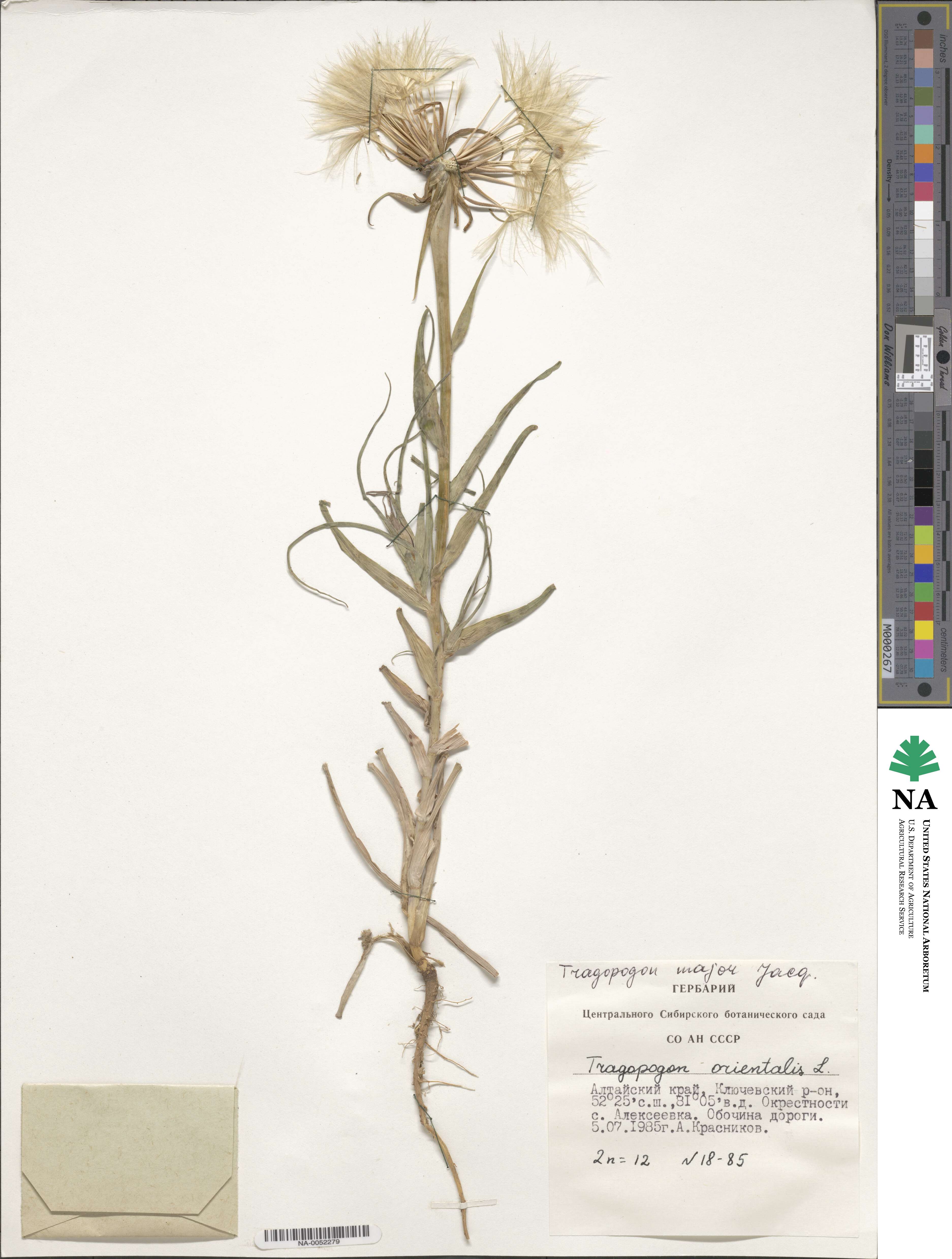 Tragopogon dubius subsp. dubius image
