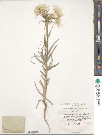 Tragopogon dubius subsp. dubius image