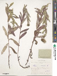 Pentanema salicinum subsp. salicinum image