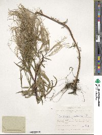 Epilobium palustre image