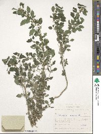 Image of Urtica urens