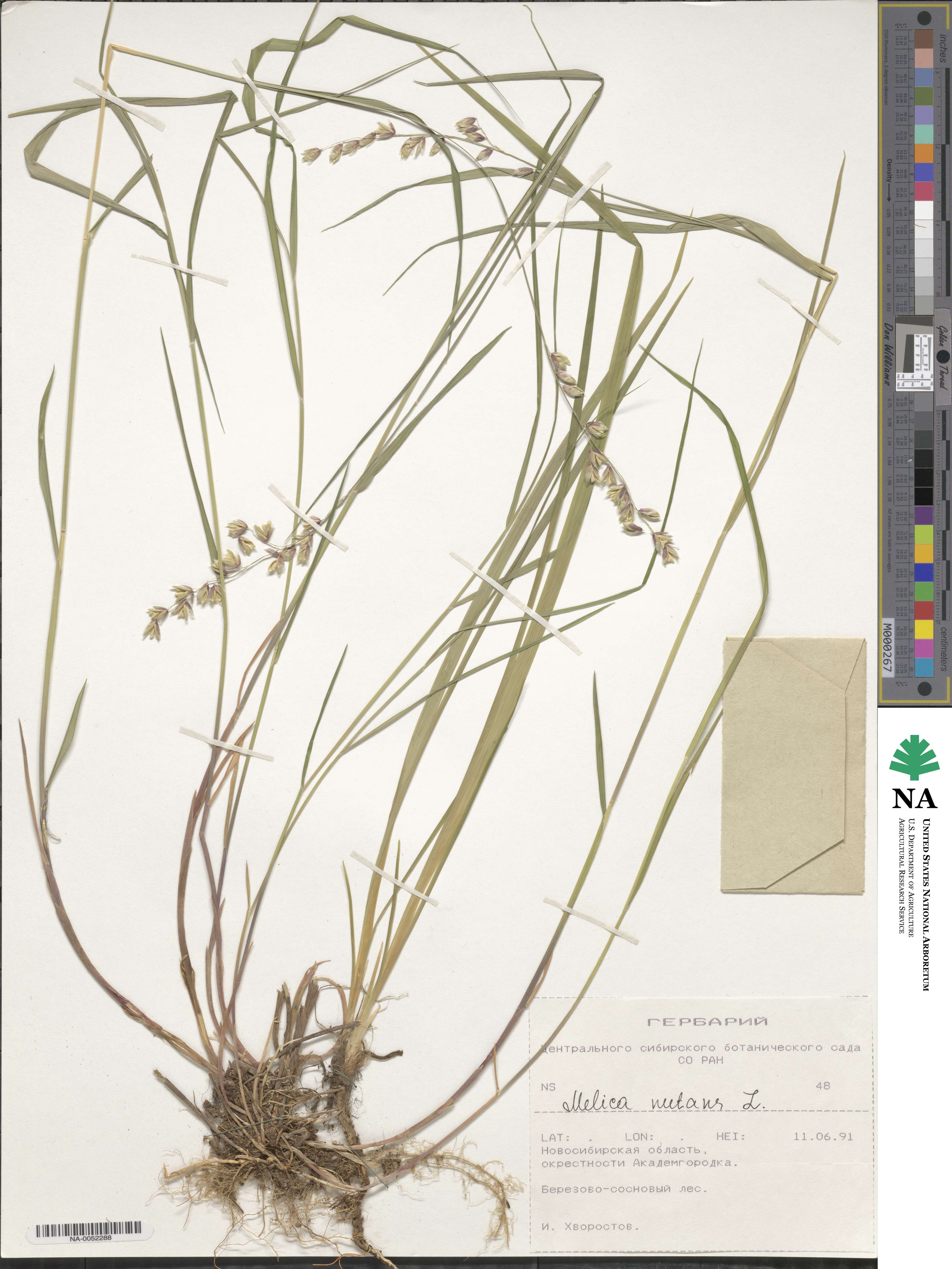Melica nutans image