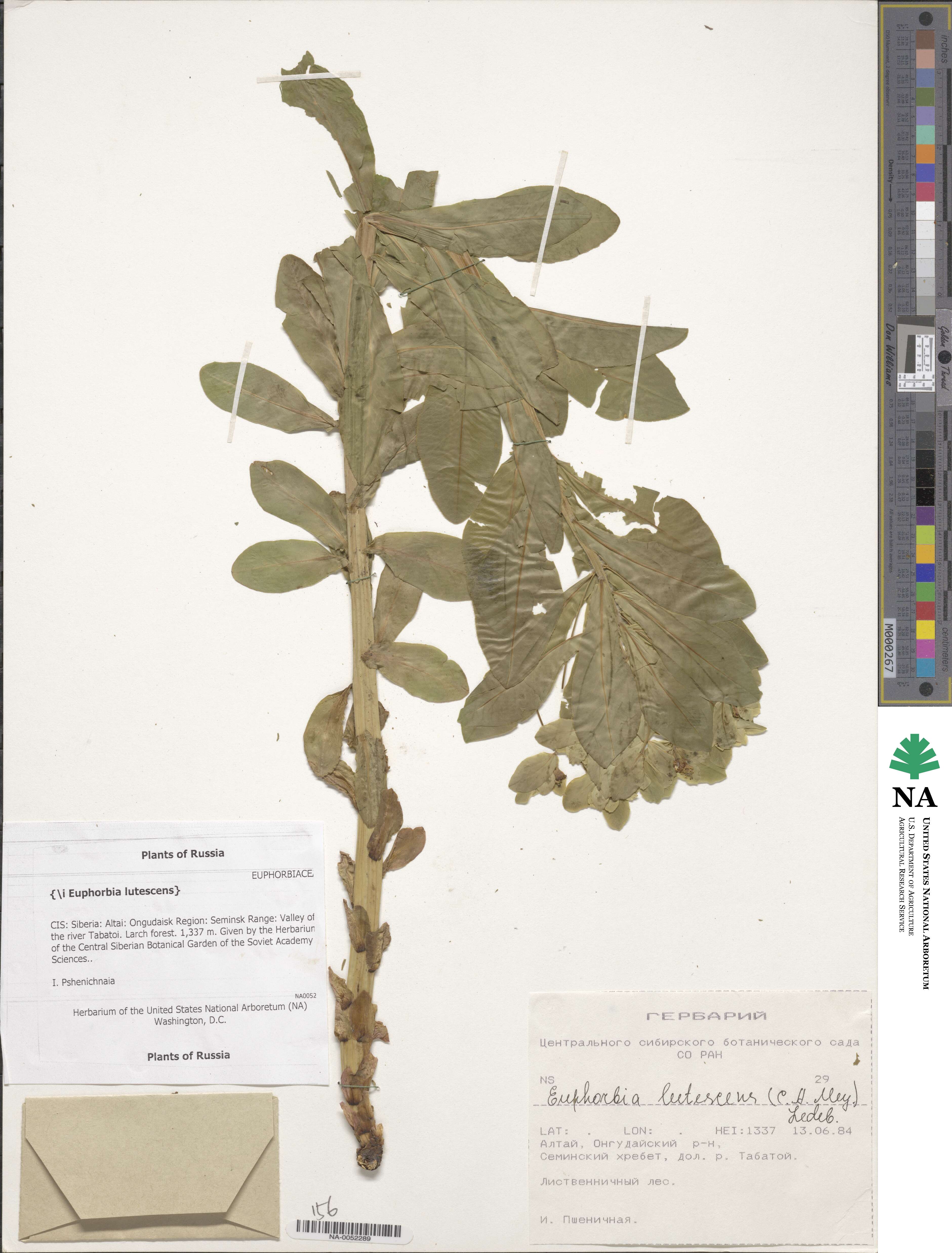 Euphorbia pilosa image