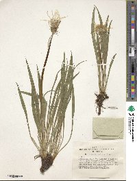 Scorzonera radiata image