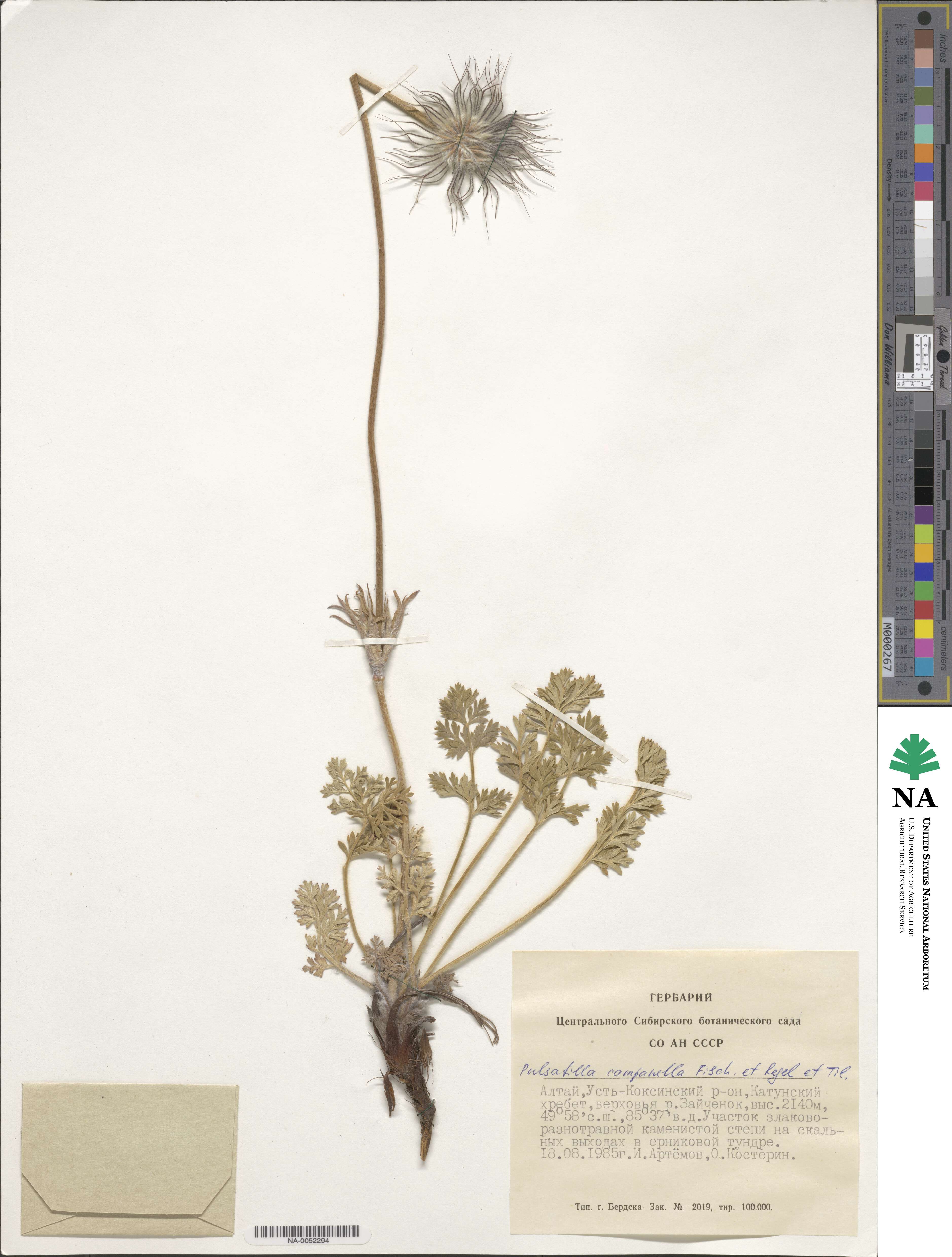 Pulsatilla campanella image