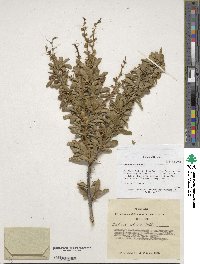 Berberis sibirica image