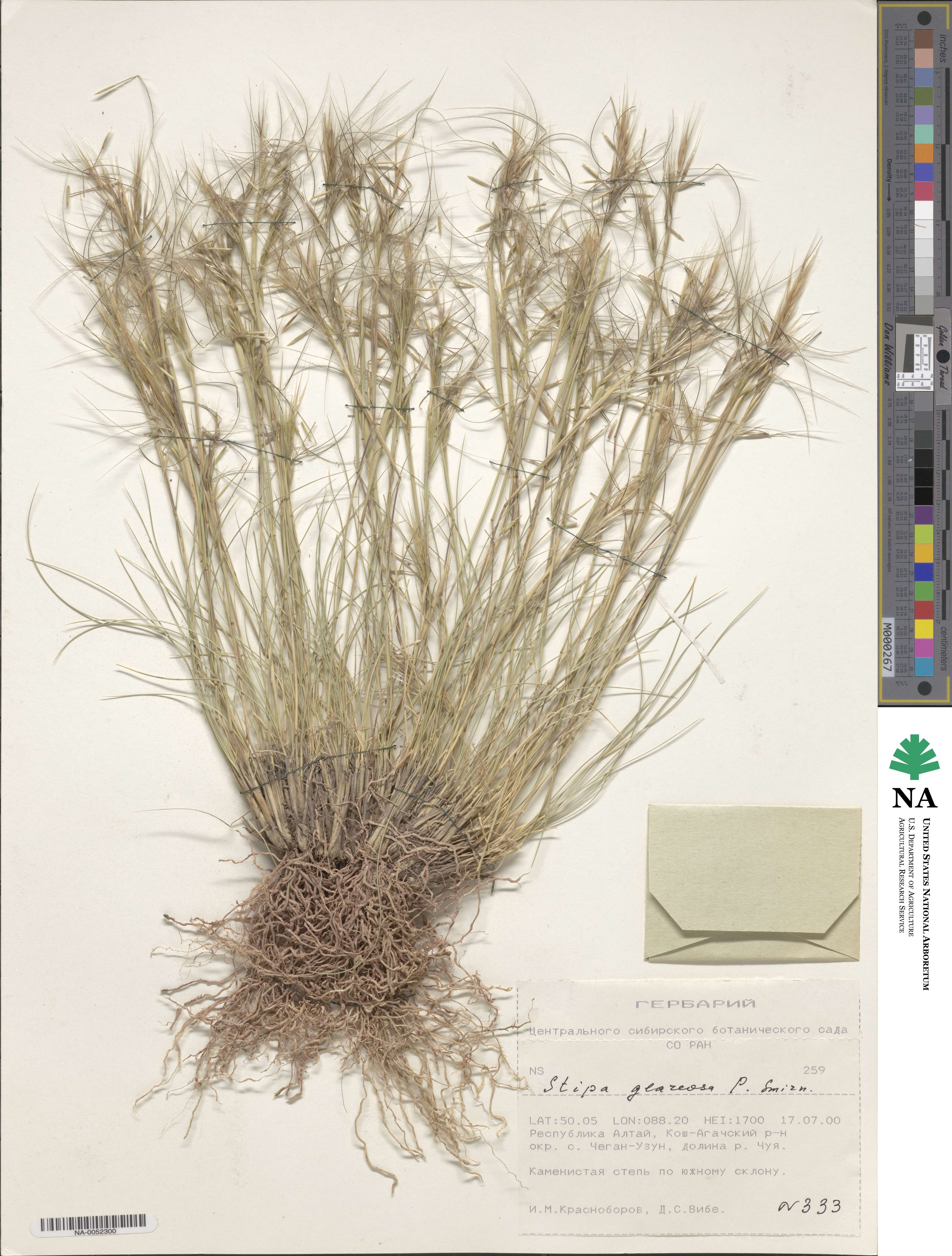 Stipa glareosa image