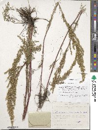 Artemisia pubescens image