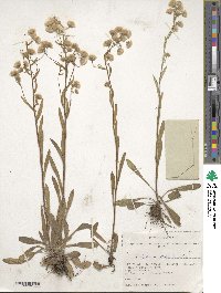 Erigeron acris image