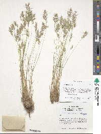 Poa bulbosa image