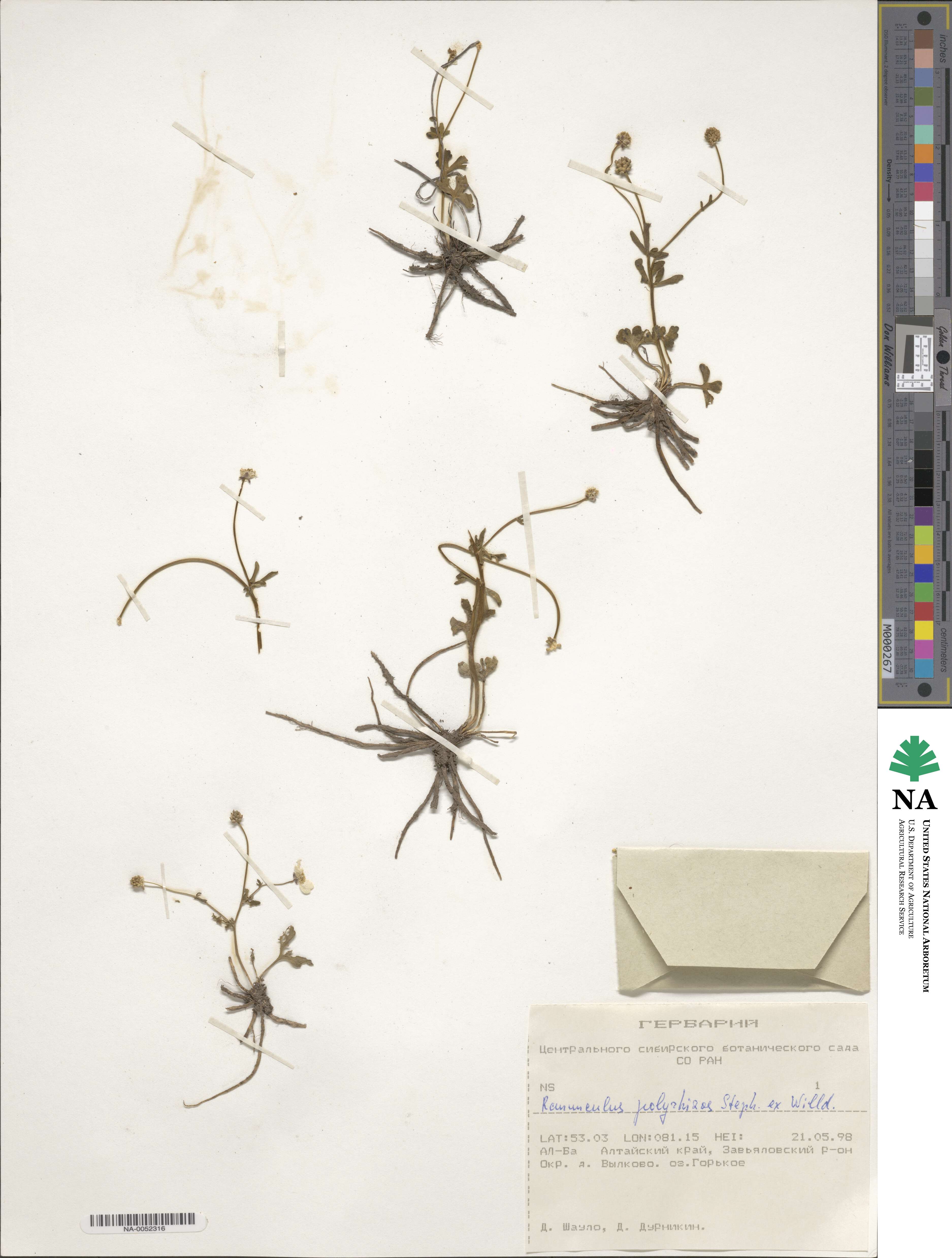 Ranunculus polyrhizos image