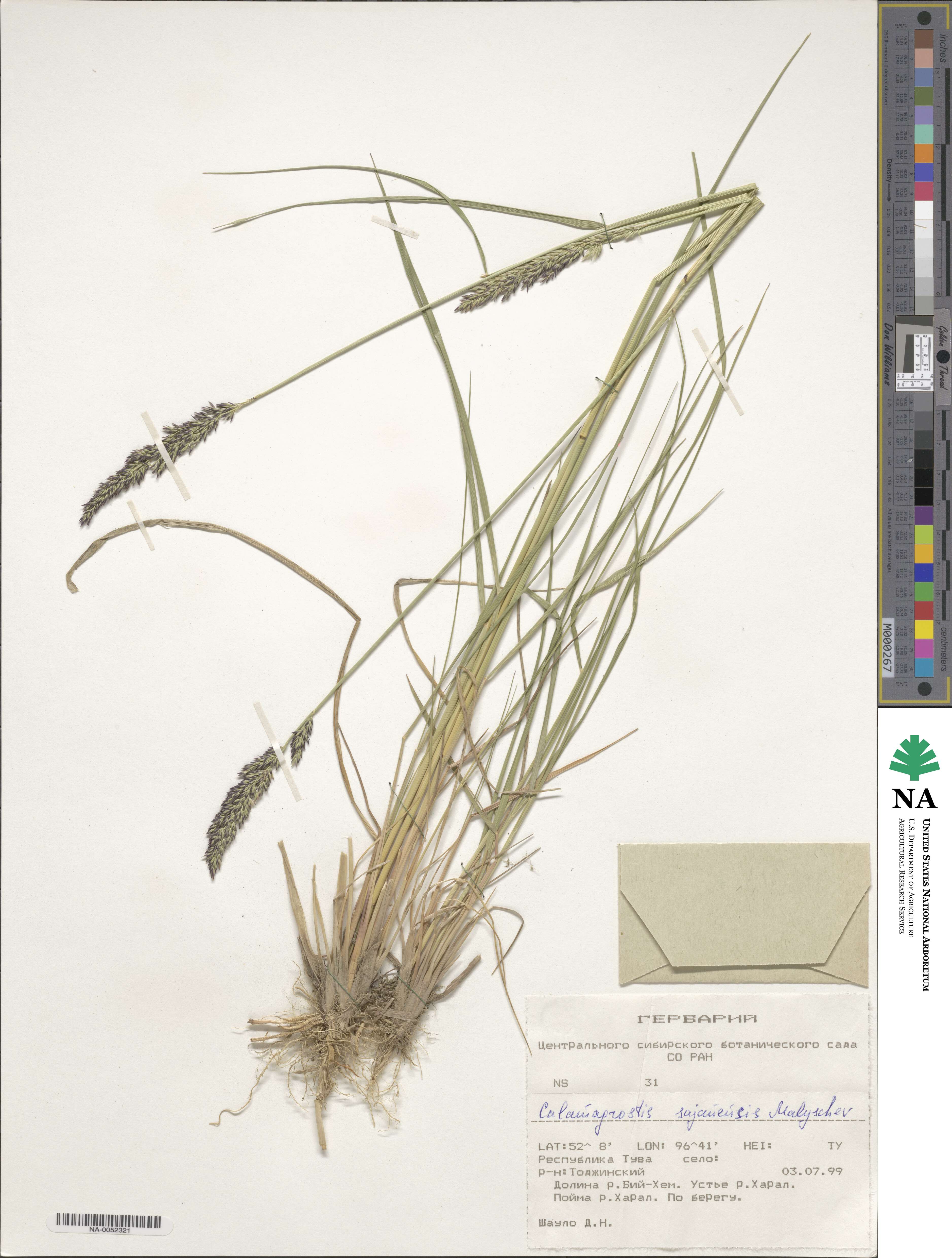 Calamagrostis sajanensis image