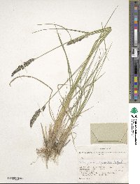 Image of Calamagrostis sajanensis