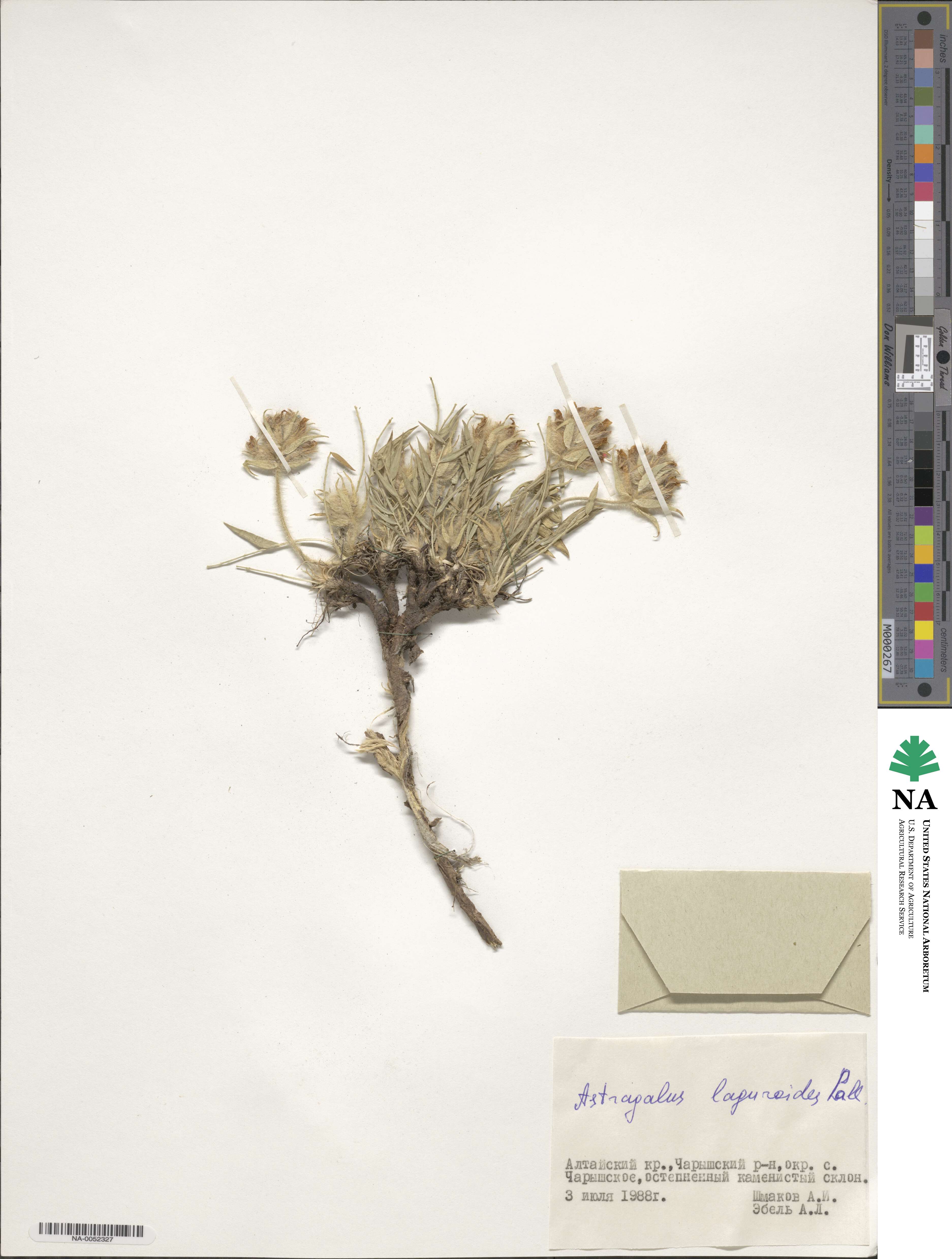 Astragalus laguroides image