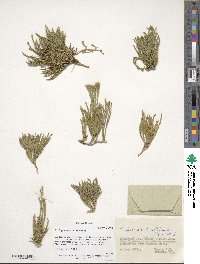 Diphasiastrum alpinum image