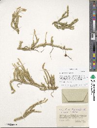 Lycopodium lagopus image