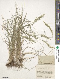 Poa pratensis image