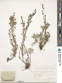 Artemisia rupestris image