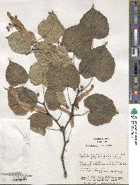 Tilia japonica image