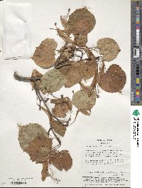 Tilia japonica image