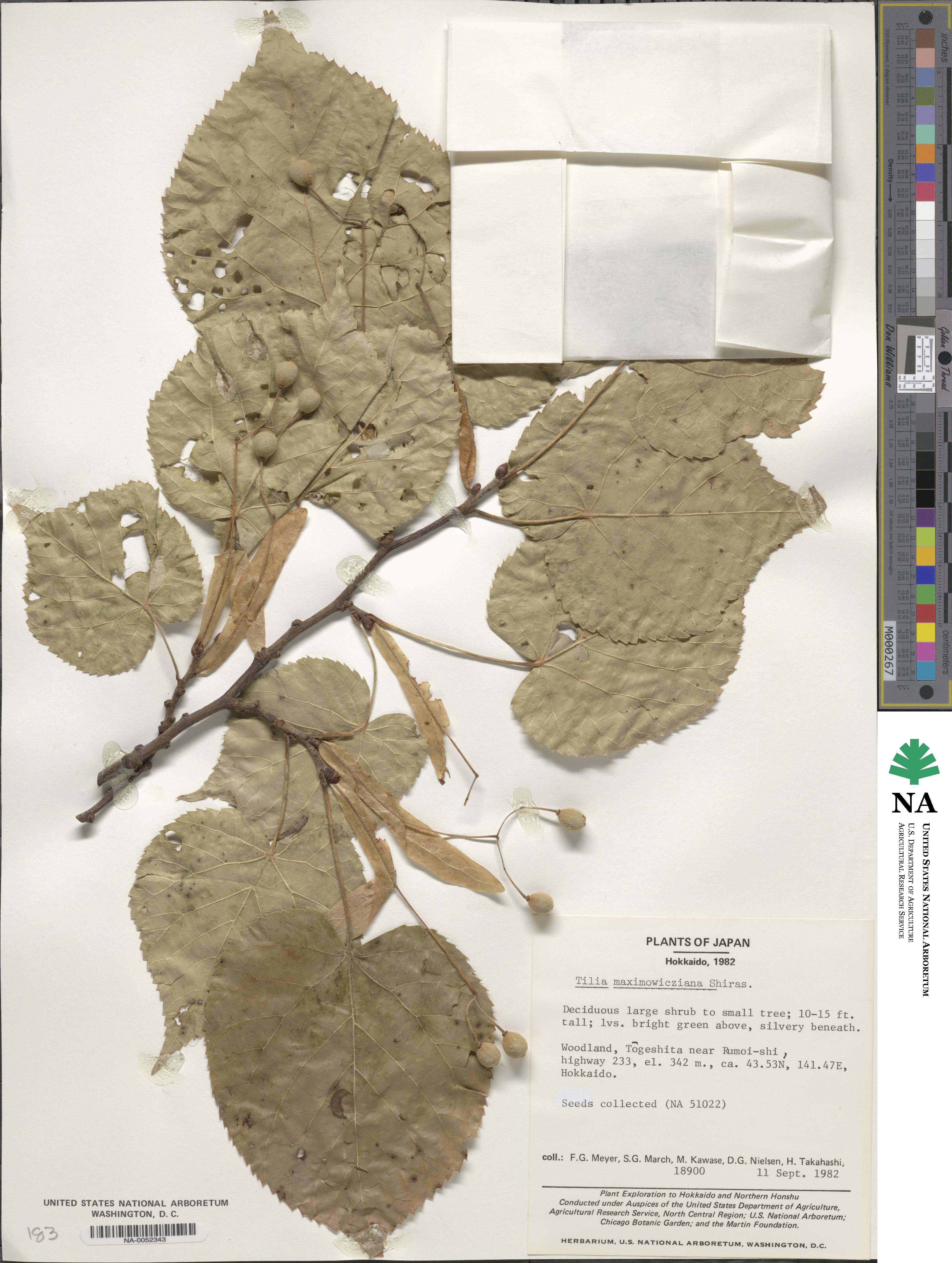 Tilia maximowicziana image