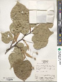 Tilia maximowicziana image