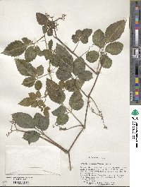 Causonis japonica image