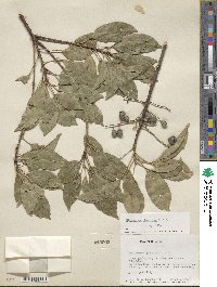 Elaeocarpus japonicus image