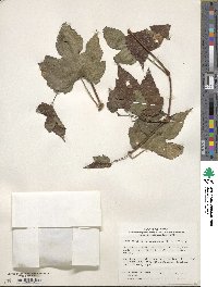 Ampelopsis glandulosa var. brevipedunculata image