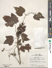 Ampelopsis glandulosa image