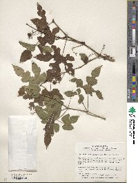 Ampelopsis glandulosa var. brevipedunculata image