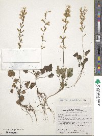 Ainsliaea apiculata image