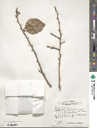 Elaeagnus macrophylla image